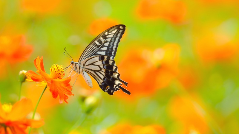 s_butterfly-on-flower_337